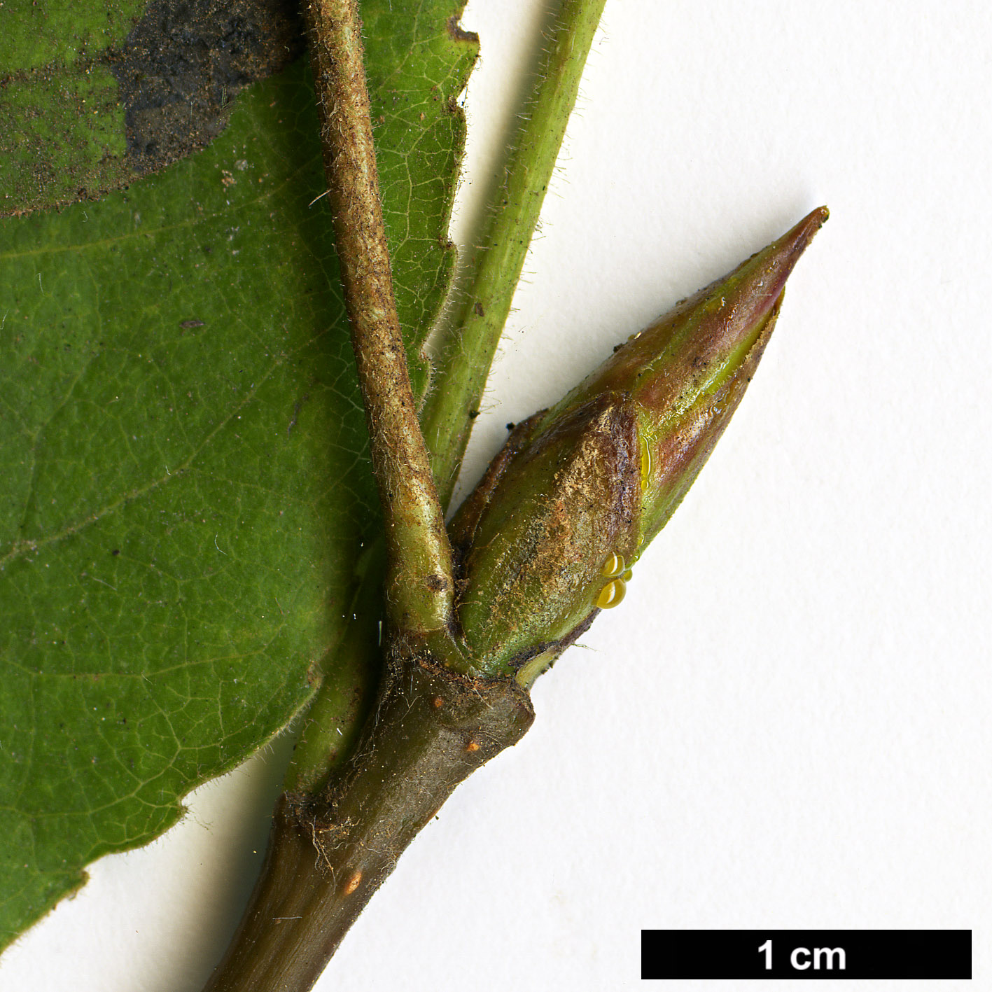 High resolution image: Family: Salicaceae - Genus: Populus - Taxon: aff. balsamifera